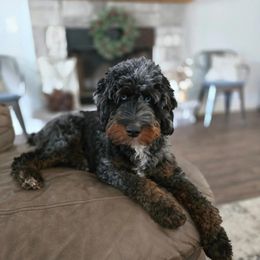 Aussiedoodle and Australian Mountain Doodle Puppies from Jagged Oaks Farm