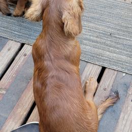 Dachshund Puppies from CLARK'S BREEDING PROGRAM