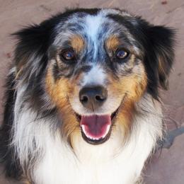 Miniature American Shepherd and Miniature Australian Shepherd All Grown Up from Karen Ross's Miniature American Shepherds