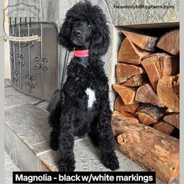 MAGNOLIA - Black with white markings - Black female Poodle puppy in Charlo, Montana from Heavenly Hilltop Farm