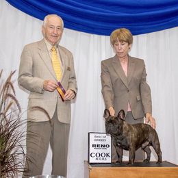 French Bulldog Puppies from Couronne's French Bulldogs