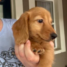 Pepper's Paprika 3795 - Red female Dachshund puppy in Ocala, Florida from Island Farms Mimi’s Dachshunds Florida
