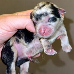 Analise - Blue merle female Miniature Australian Shepherd puppy in Patterson, North Carolina from DreamLine Aussies