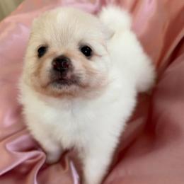 Sea Silk - Cream parti female Pomeranian puppy in University City, Missouri from Textilepoms