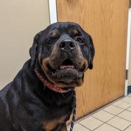 Kratos - Rottweiler