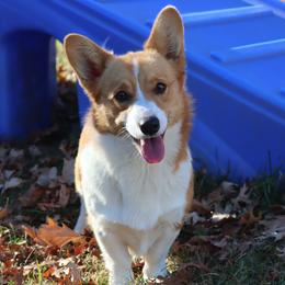 Belle - Pembroke Welsh Corgi