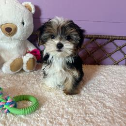 Very Small Parti Coloration Male - Parti male Yorkshire Terrier puppy in Benson, Arizona from Happy Tails Yorkies