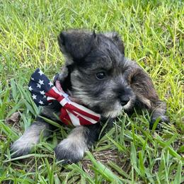 Minnie - Salt and pepper female Miniature Schnauzer puppy in Anthony, Florida from Amanda Tragash