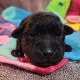 Male 3 - Black - Black male Schnoodle puppy in New Cambria, Kansas from Shrivers' Sweethearts