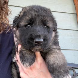 River - Black and beige male Shiloh Shepherd puppy in Bartlett, Tennessee from The Mighty Quinn Shilohs