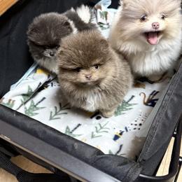 Pomeranian Puppies from Cascade Pomeranians