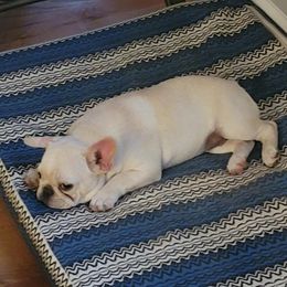 French Bulldog Puppies from Alcide kennels
