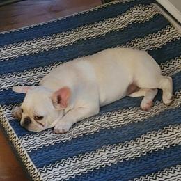 French Bulldog Puppies from Alcide kennels