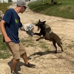 Coco - Belgian Malinois