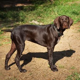 Alice - Liver female German Shorthaired Pointer puppy in Ashford, Alabama from Gosha & Nusha Kennel