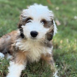 Isle - Sable female Bernedoodle puppy in Russellville, Arkansas from Crossgate Doodles