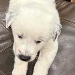 Border Collie Puppies from Hidden Creek