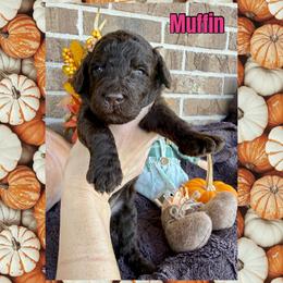 Muffin - Chocolate female Goldendoodle puppy in Caddo Mills, Texas from Fire Wife Doodles