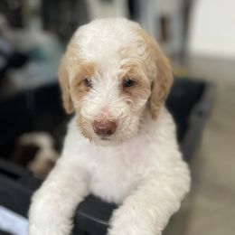 Goldendoodle All Grown Up from Cali Doodles Gone South