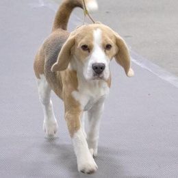 Beagles and Pomeranians from Celtic Rose Kennels