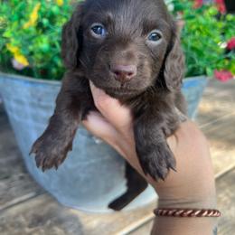 Chocolate boy one - Chocolate male Dachshund puppy in Payette, Idaho from NT Mini Doxies