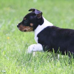 Rat Terrier Puppies from Walnut Acre Decker Terrier and ODT