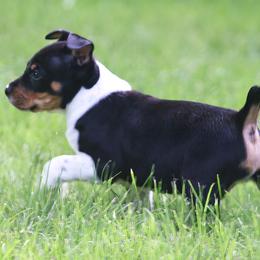 Rat Terrier Puppies from Walnut Acre Decker Terrier and ODT