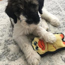 Bernedoodle and Poodle Puppies from Sunset Family Farm
