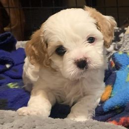 FINN - Blenheim male Cavachon puppy in Draper, Utah from Cavachon Love Chocolate Cavaliers, Cavaliers, Cavachon’s, Cavapoos