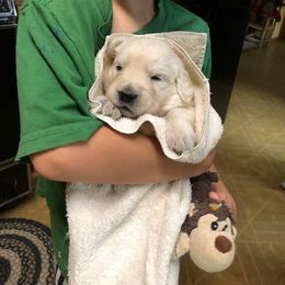 Perfect Peace Goldens breeder of Golden Retriever