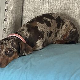 Delilah - Dachshund