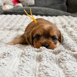 Bandit - Gold male Shorkie puppy in San Tan Valley, Arizona from Great Mates