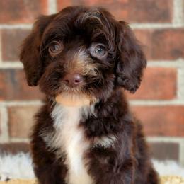 Dream- Potty training started - Chocolate female Australian Labradoodle puppy in Connersville, Indiana from Dessie's Doodles