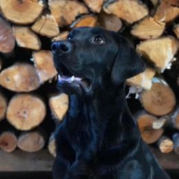 Smudge  - Labrador Retriever