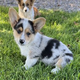 American Corgis, Companion Crosses, Miniature Australian Shepherds, and Pembroke Welsh Corgis from FreckledCowgirlCorgis