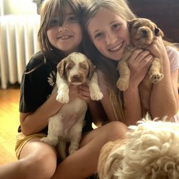 Goldendoodle Puppies from Esmé Doodles