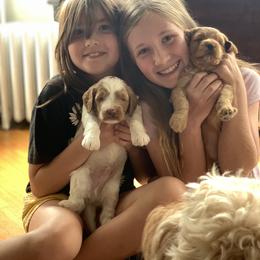 Goldendoodle Puppies from Esmé Doodles