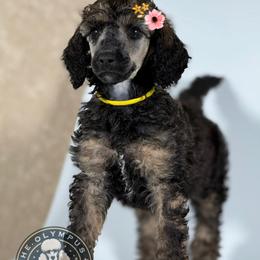 Zoey - Sable female Poodle puppy in Spring Hills, Florida from The Olympus Standard Poodle