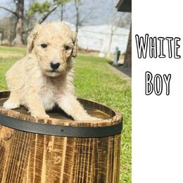 Sheepadoodle Puppies from E & M Doodles