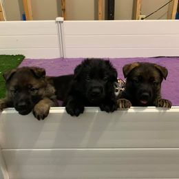 German Shepherd Puppies from Haus Heckfeuer