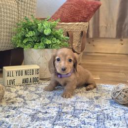 AKC Meet Goldie :) - Cream female Dachshund puppy in Centerville, Iowa from Barnyard Dachshunds, Dals & Doodles