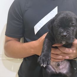 Pup 7 - Black male Cane Corso puppy in Kaufman, Texas from Phantom Corsos