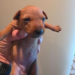 Red Girl 1 - Red female Miniature Pinscher puppy in Georgetown, Texas from Rehdiant Miniature Pinschers
