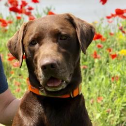 Labrador Retrievers from Bulleit Breeders