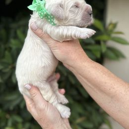 Golden Retriever Puppies from Sanctuary Ranch Goldens