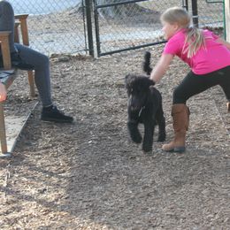 Poodle Puppies from Simply Standard Poodles