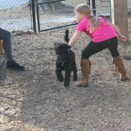 Poodle Puppies from Simply Standard Poodles