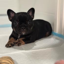 Dior - Black and tan female French Bulldog puppy in Washington from Pawcific Coast Bullies