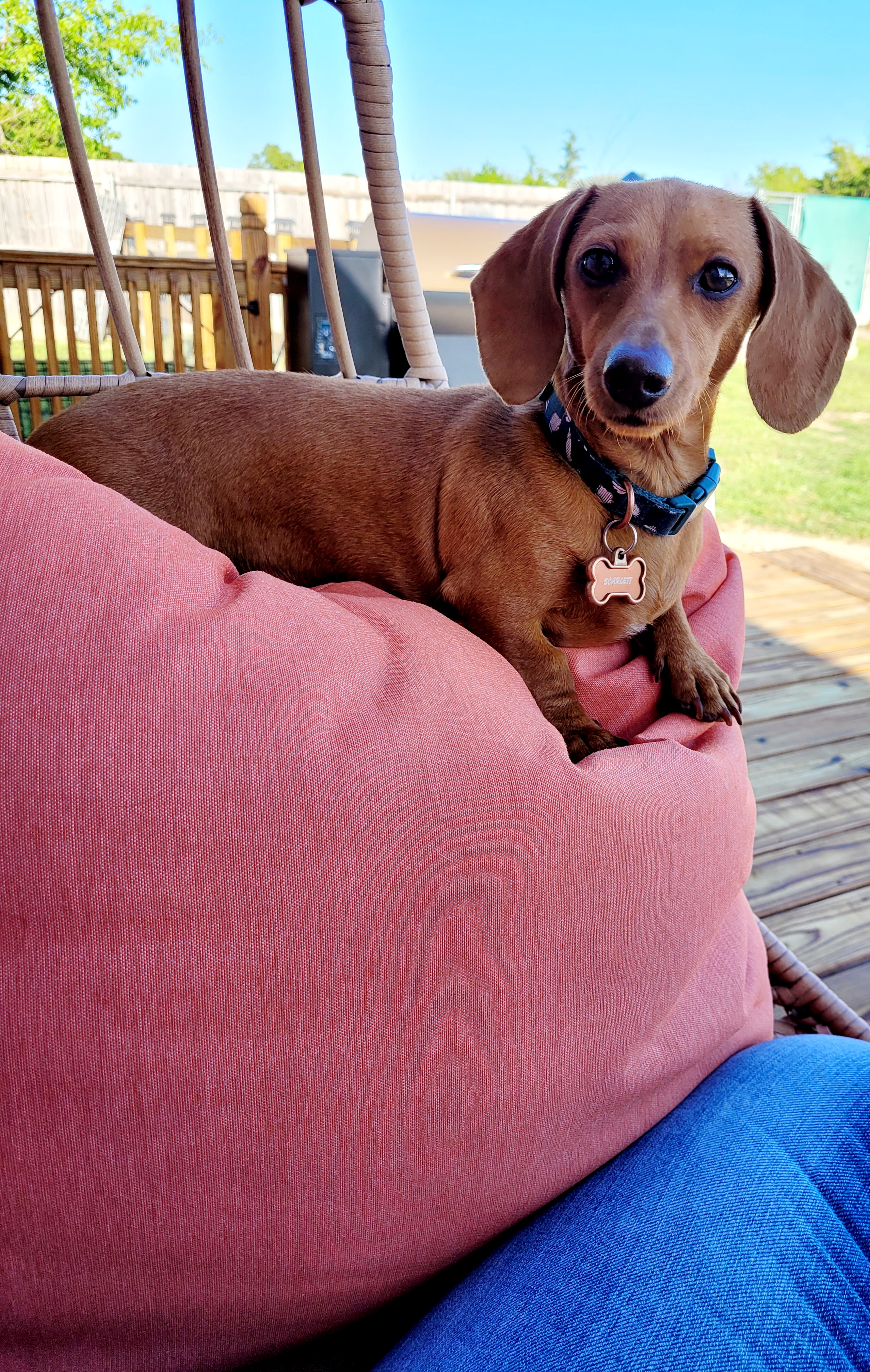 Scarlett - Dachshund
