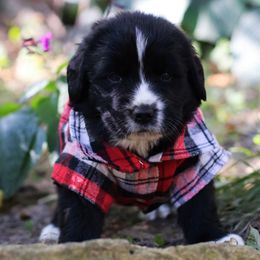 Cerberus - Black male Newfoundland puppy in Madison, Wisconsin from Riddle Family Newfoundland